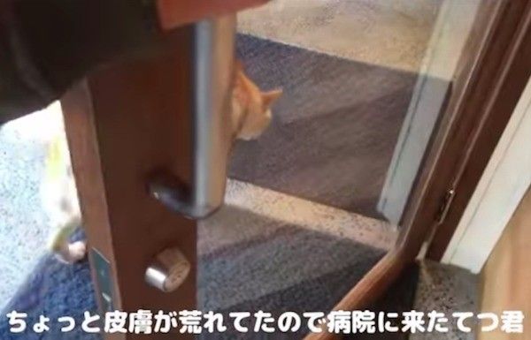 柴犬