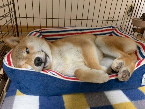 白目で眠るいそべくん