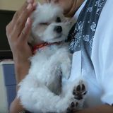 マルチーズに関する記事一覧 いぬのきもちweb Magazine