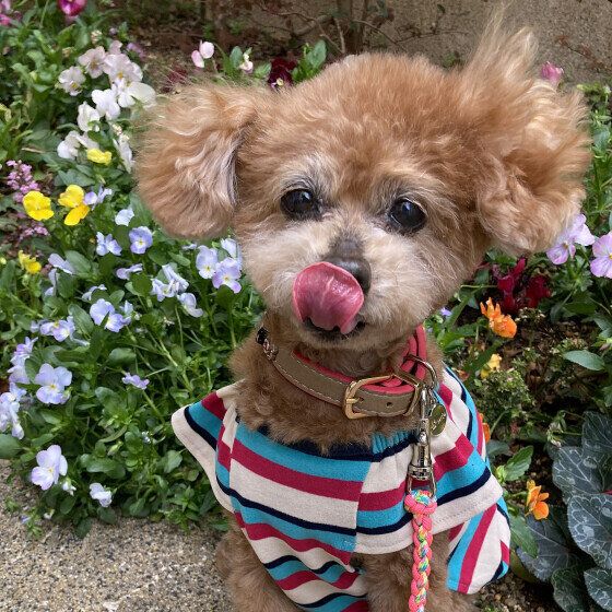 たくさんのお花とワンちゃん