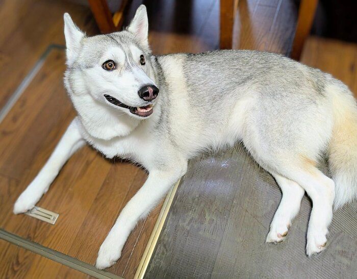 3才になったテラちゃん