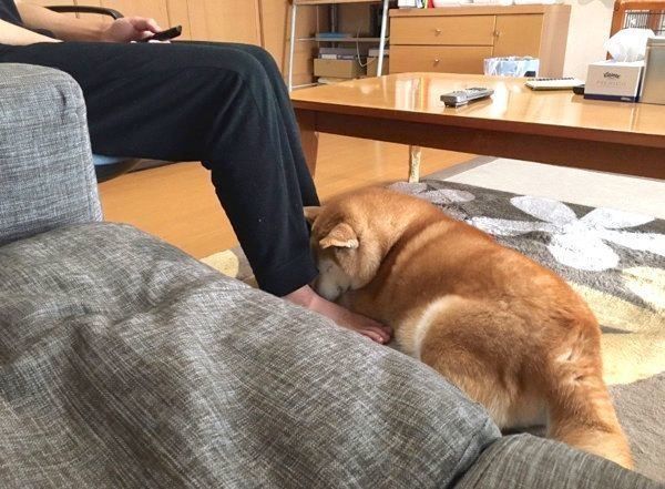 お兄ちゃんに甘えるロペさん
