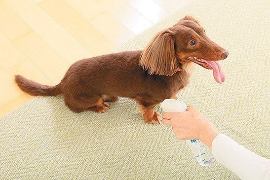 お散歩後
