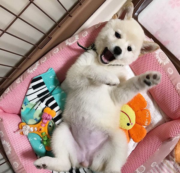じゃれる犬