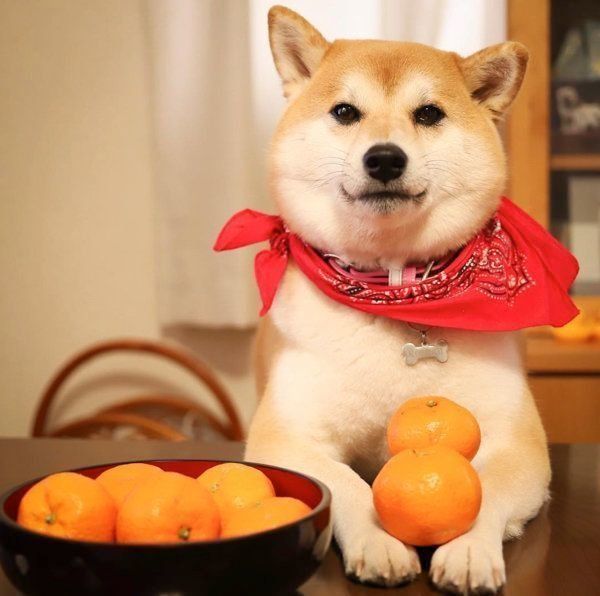 柴犬のこむぎちゃん