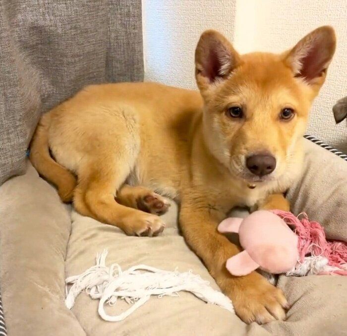 “野性味”のある顔立ちが魅力的な元野犬の子犬が、もうすぐ5才に！　顔も体もシュッとした“イケワン”に成長