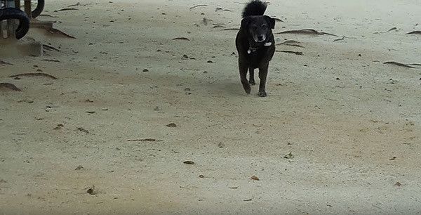 公園で遊ぶ犬