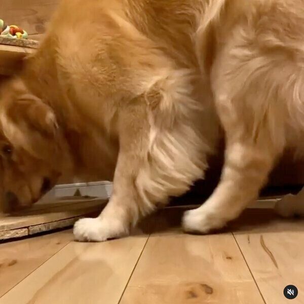 飼い主さんに甘えてくるモッシュくん