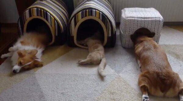 仲良く眠るちいくん、むうちゃん、ととろちゃん