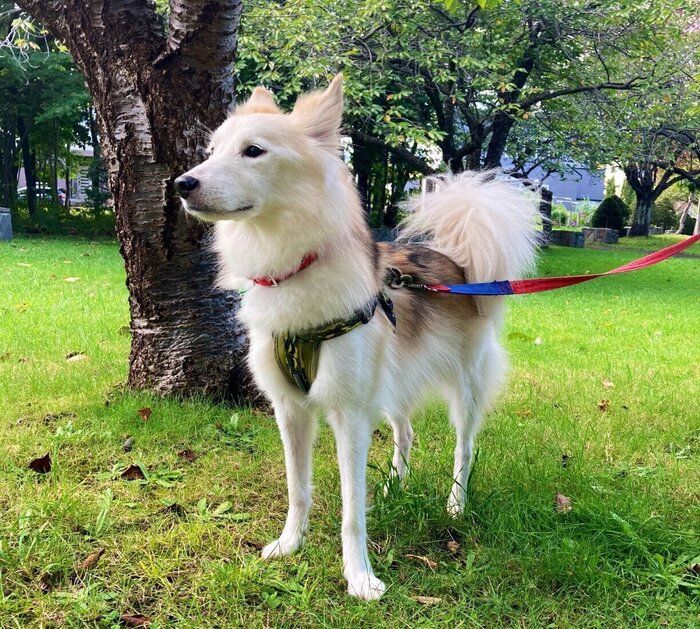 7才のころに撮影したシベちゃん