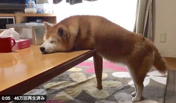 不思議な体勢で眠るロペさん