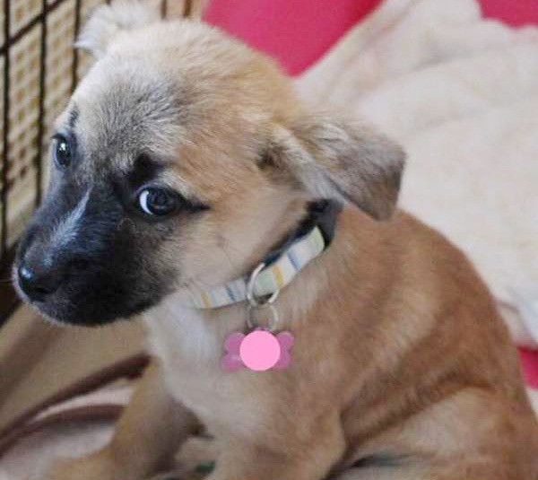 見つめる犬