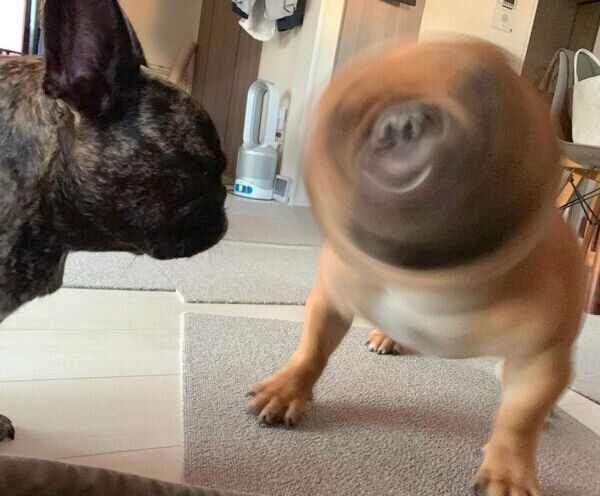 顔をブルブルさせるガルムくん