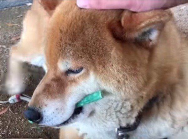 柴犬