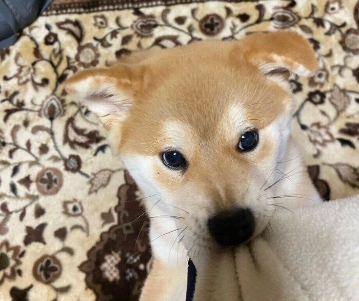 やんちゃっぷりを発揮するてんくん