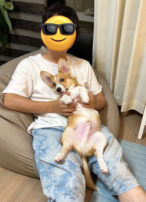 抱っこ時に“ヘソ天”する生後5カ月のコーギー子犬が、約2年後には甘えん坊で“パパ大好き度マシマシ”に成長!今では「家族の中心」に