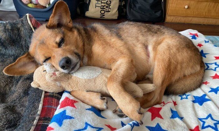 お気に入りのぬいぐるみを抱いて、すやすや眠る犬 8才