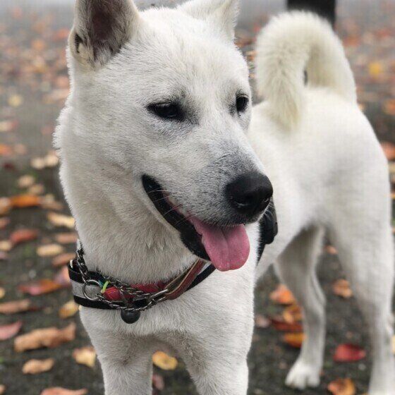 紀州犬のハクちゃん