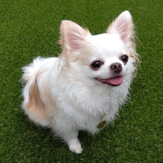 子犬：疥癬、診断、治療