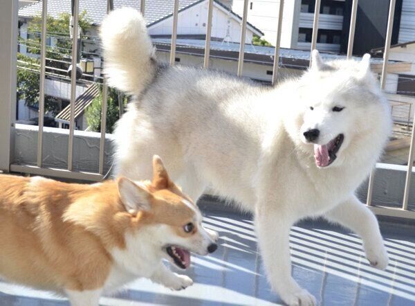 じゃれ合うキャリーちゃんとムギちゃん