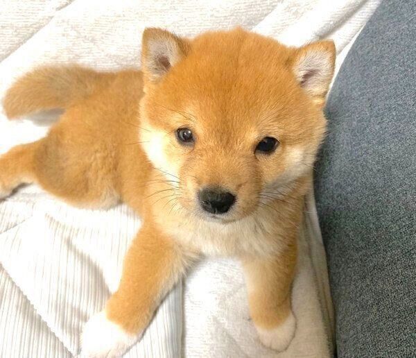 見つめるうにくん