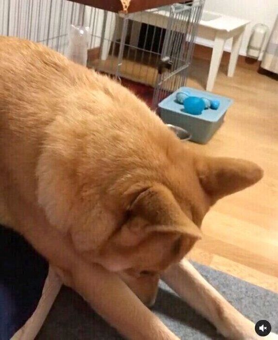 飼い主さんの動きを阻止する朔太郎くん