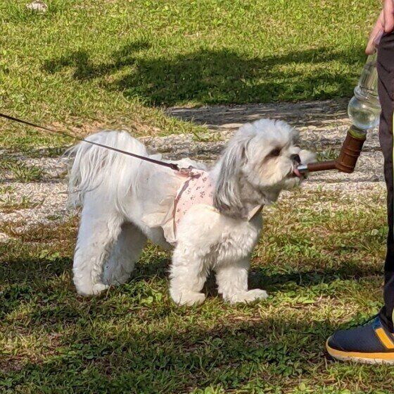 散歩中に水を飲むMix小型犬