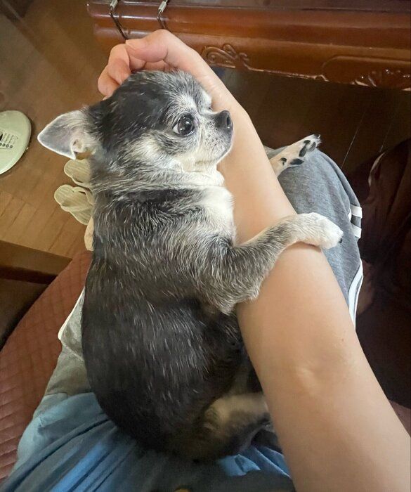 飼い主さんの腕にしがみつくつぶしゃん(撮影時6才)