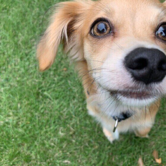 ミックス犬