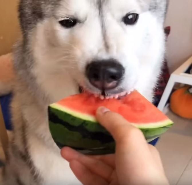 スイカを食べるシベリアン・ハスキー