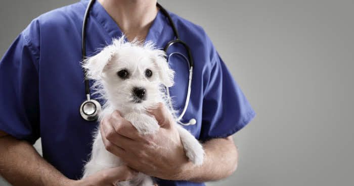 医師に抱かれる犬