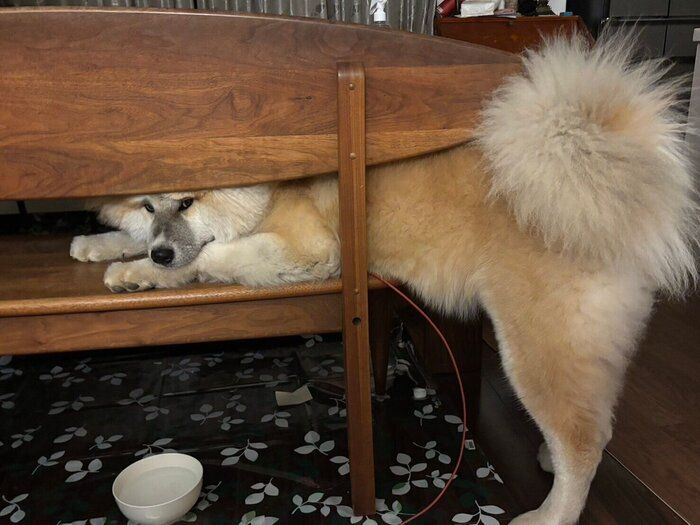 可愛いポーズをするちゃちゃみちゃん