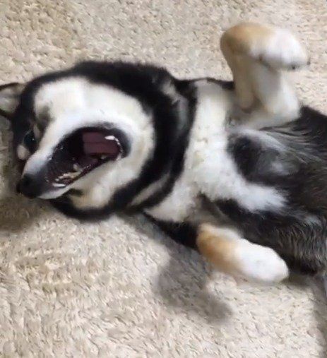 なでなでをせがむ柴犬アコちゃん