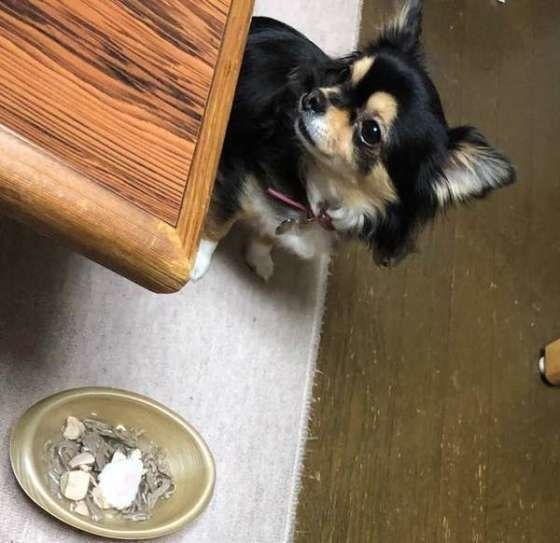 犬におすそわけできる年末年始の料理と注意点 年越しそば