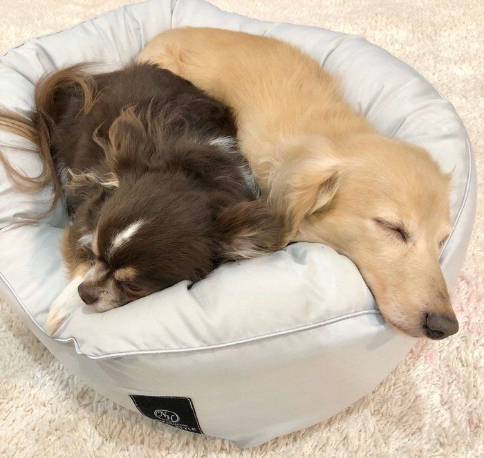なかよし犬