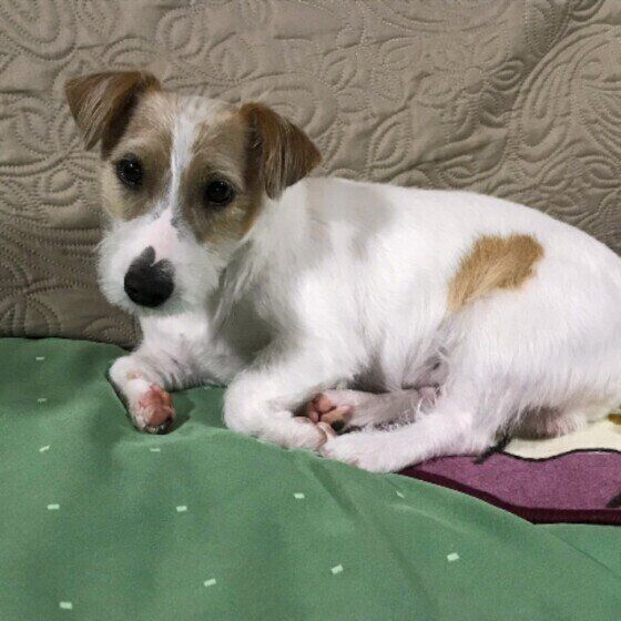 ジャック・ラッセル・テリアのレオンちゃん