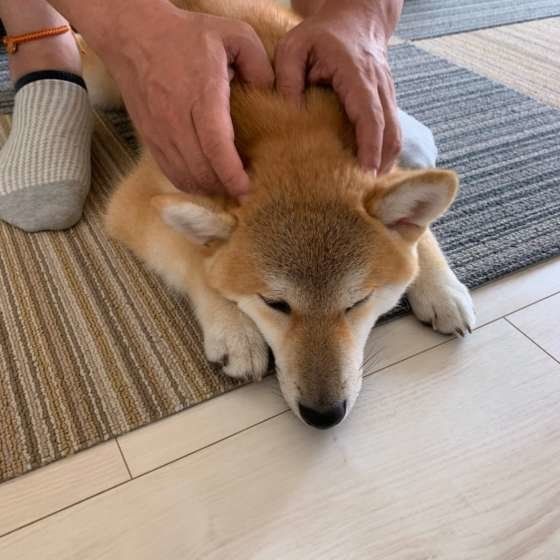 くつろぐ柴犬