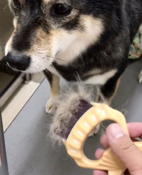 シャンプーをする豆柴