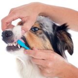 獣医師監修 犬のくしゃみ 止まらないときは病気が原因 対処法を解説 いぬのきもちweb Magazine 獣医師監修 犬のくしゃみ 止まらないときは病気が原因 対処法を解説 いぬのきもちweb Magazine