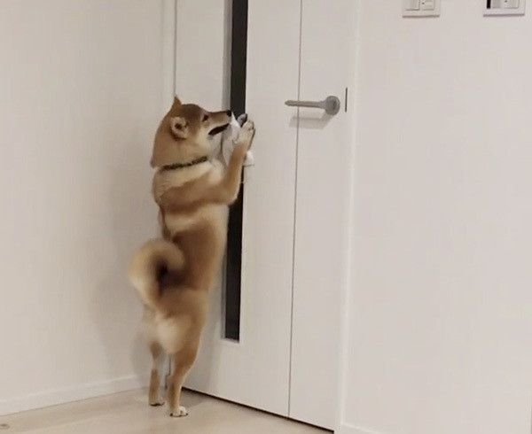 マスクを咥える柴犬
