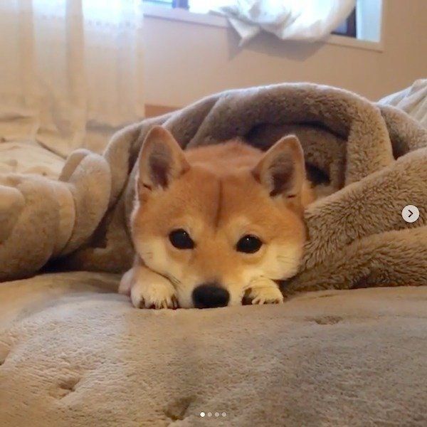 寝坊助な豆柴