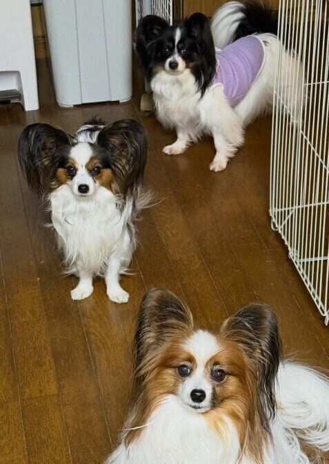 先住犬の犬（手前）、犬（真ん中)、犬（奥）