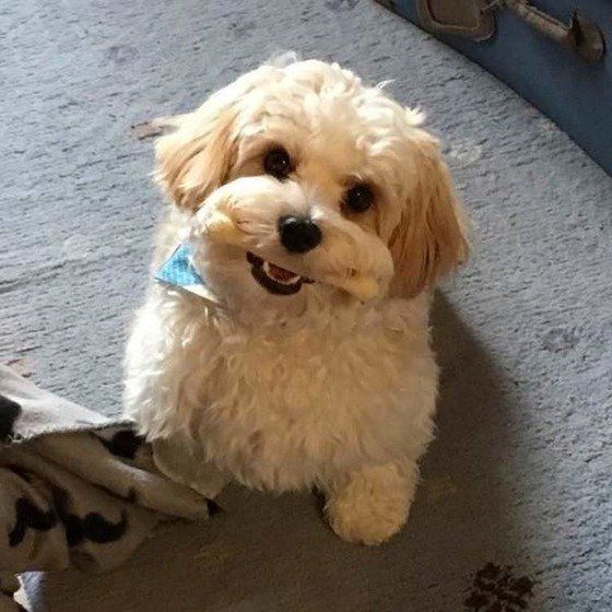 おもちゃを加えているmix(雑種)小型犬