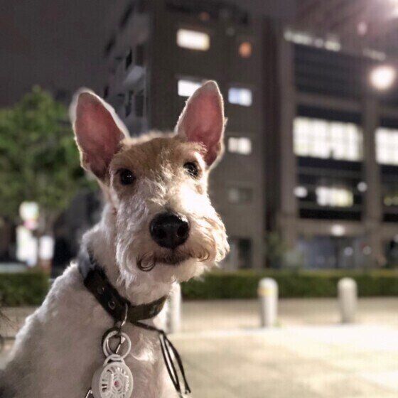 ワイアー・フォックス・テリアのジュリちゃん