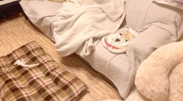 ソファにモコッと盛り上がった毛布が!