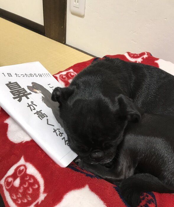 飼い主さん手作りの本の上で眠る犬