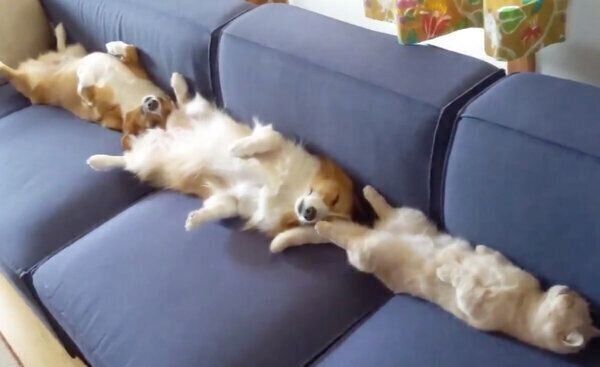 4人掛けソファで眠るちいくん、むうちゃん、ととろちゃん