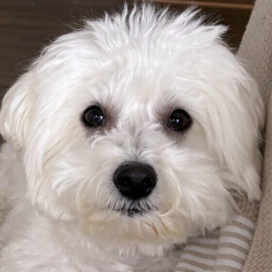 �ޤ�ޤ뤪���ܤΥӥ���󡦥ե꡼��