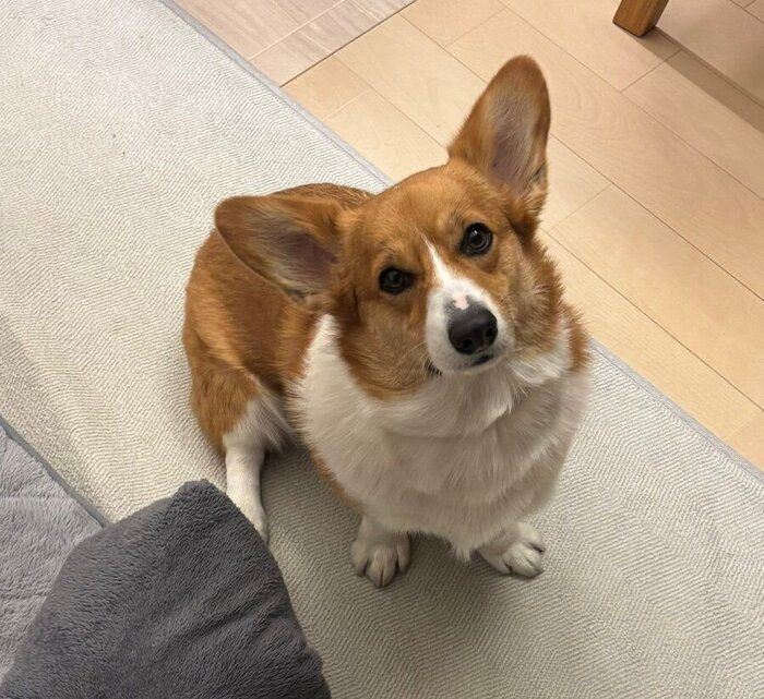 ゴハンのおかわりをねだるように見つめるパンナちゃん