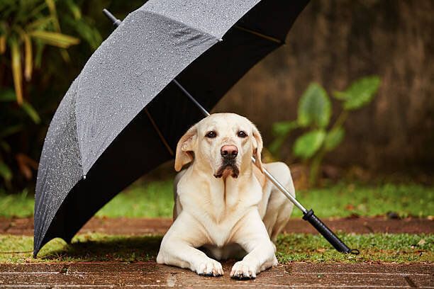 傘の中にいる犬